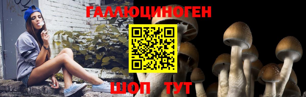 Псилоцибиновые грибы прущие грибы  Вход с VPN  Галлюциногенные грибы прущие грибы  Елабуга 